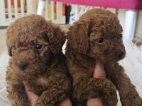 Kore Toy Poodle