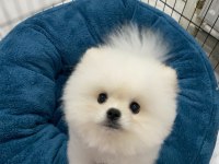 Pomeranian Boo 7 Aylık Erkek