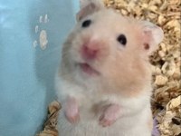 HAMSTER-GONZALES YAVRULARIMIZ HERYERE GÖNDERİM