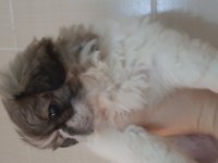 Pekinez yavru köpeğimiz imperial cinsi