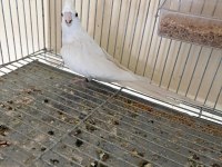 İkinci kuluçka hazırlığında kusursuz albino-wf takım sultan