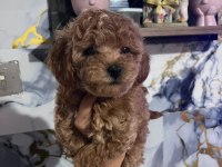Anne Maltipoo baba toy poodle