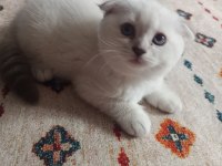 Scottish fold ömürlük yuvasını arıyor