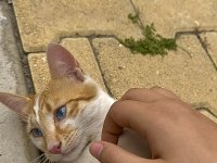 HEM UYSAL HEMDE OYUNCU SARMAN KEDİMİZ MAVİŞ