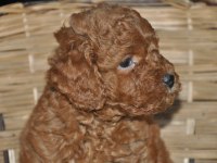 Toy Poodle Bebekler