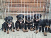 A Şecereli Macar Koca Kafa Küt Burun Rottweiler