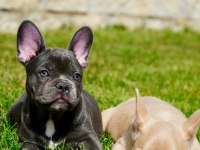 French Bulldog Yavruları Çiftlikten 