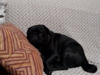 Erkek siyah pug 4 yaşında