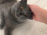 1 yaşında dişi british shorthair