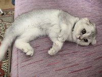 Kedi 2 tane british shorthair