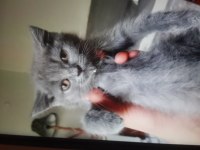 British shorthair 2 aylık