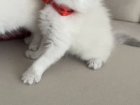 2 aylık yavru erkek ve dişi kedimiz