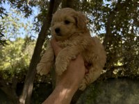 MALTİPOO KORE KAN F2 DÜNYA TATLISI BEBEKLER