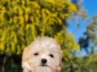 Dişi Teacup Morkie