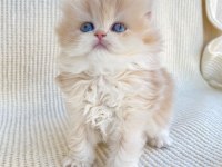 British longhair Cy12 Lesley yeni yuvasını arıyor