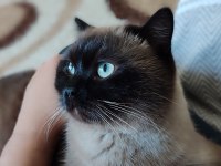 Orijinal British Shorthair