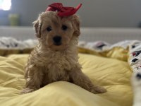 Güzel bebeğimiz Maltipoo
