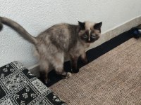 Dişi Sevimli Kedilerimiz