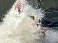 British longhair Ns11 bebeklerimiz yeni ailelerini bekliyor