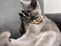 Acil Karneli British Shorthair