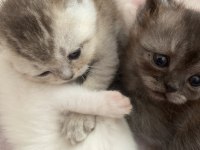 MERSİN SCOTTİSH FOLD BRİTİSH SHORTHAİR KEDİ