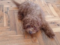 4 aylık dişi poodle