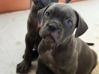 Türkiyenin En Güvenilir Çiftliğinden Cane Corso Bebekler