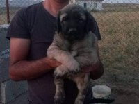 Kangal yavrusu