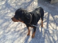 Orjinal rottweiler çiftleştirmeye uygun acil