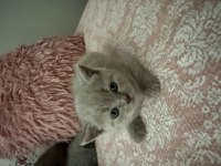 British shorthair 40 günlük erkek