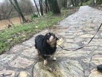 Köpeğimiz şeker hanıma acil sıcak bir yuva arıyoruz
