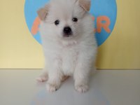 40 GÜNLÜK POMERANİAN
