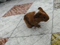 Ginepig yavrumuz