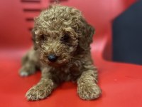Ömürlük Yuva Arayan Kıvırcık Toy Poodle Kardeşler