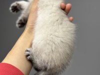British shorthair silver point yavrum