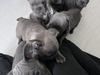 Muhteşem Fransız Bulldog Yavruları
