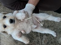 Yavru Köpeğimizi Ücretsiz Sahiplendirme