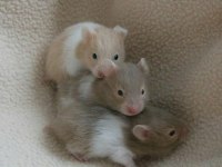 Aynı Gün Adrese Teslim Hamster Yavru ve Setleri
