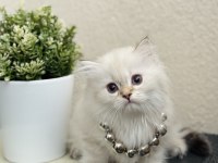 British Longhair Silver Point Yavrular