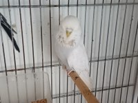 Muhabbet Kuşu Show Jumbo