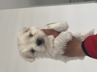 EN MİNİ BOY BİRBİRİNDEN GÜZEL MALTESE BEBEKLERİMİZ