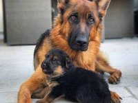 German sheppard puppies