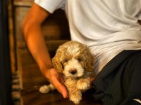 2 aylık bir dişi karma aşıları yapıldı tüm eşyalar maltipoo