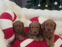 45 GÜNLÜK POODLE KAHVERENGİ BEBEKLER