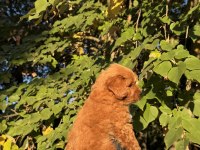 RED BROWN MALTIPOO YAVRUMUZ YENİ YUVASINA HAZID
