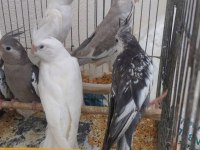 6 aylık sultan papağanlar