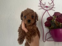 Safkan ve ırk garantili poodle yavrularımız