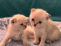 2 Aylık Scottish Fold Yavrular