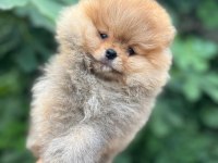 Satılık 2 tane safkan erkek yavru pomeranian