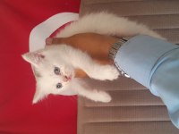 British shorthair yavruları beyaz